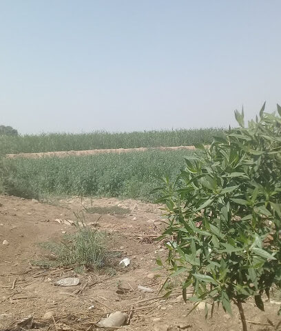 الهنقر مزرعة أبو سعيد - وادي بيش -