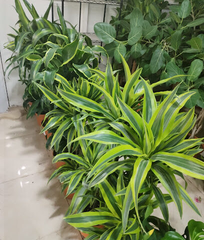 مشتل ينبع جرين ينبع - ينبع - +966 56 606 9306
