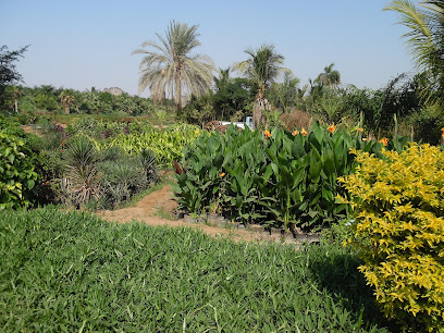 حضانة الواكد مشتل الواكد - جدة - +966 50 459 5684
