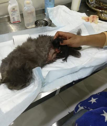 عيادة دانة الحيوان البيطرية Dana vet.clinic - تبوك -