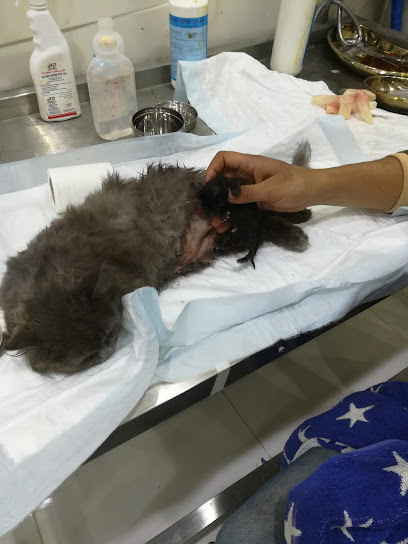 عيادة دانة الحيوان البيطرية Dana vet.clinic - Saudi Arabia|Tabuk 47312|Al Muruj|4912 Al Khawarazmi