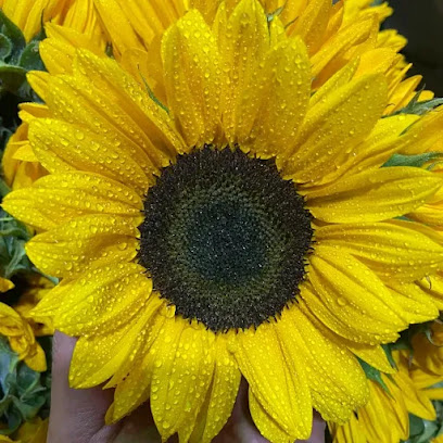 ورود الكنانة - الطائف - +966 55 517 5761