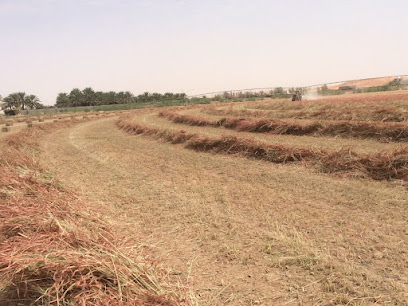 مزرعة الزير - الدلم - +966 55 875 6613