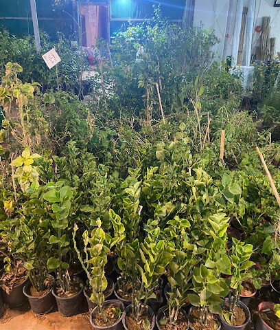 سحاب - البكيرية - +966 53 000 9298