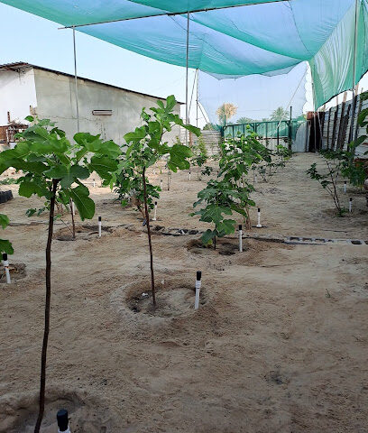 مزرعة عبدالله القناص - صفوى - +966 50 482 4533