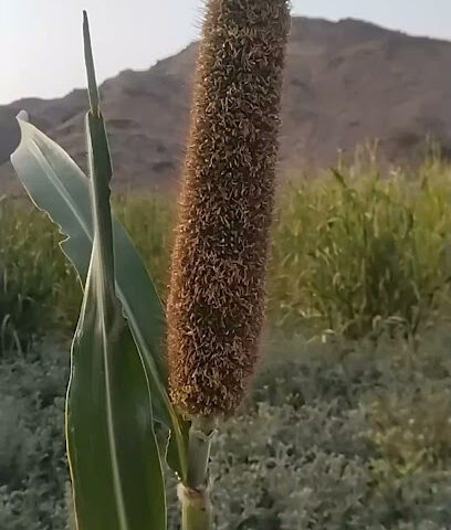 يبته - بير الغانم -