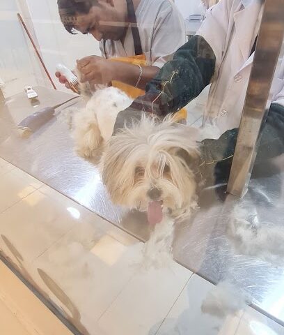 عيادة الكفوف اللينة - جدة - +966 56 523 3913