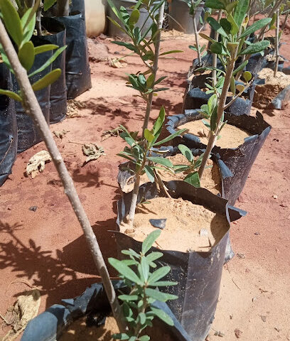 مؤسسة مشتل الريحان الزراعية - سكاكا - +966 53 250 6903