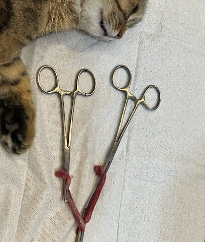 عيادة الحيوان الذهبي البيطرية عيادة Golden pets - الرياض - +966 59 515 6584