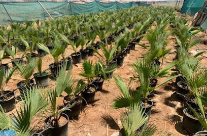 زراعة الأشجار والورود - الرياض - +966 53 826 3064
