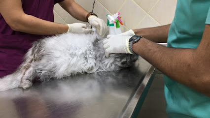 عيادة اوكا البيطرية - الدمام - +966 13 825 0750