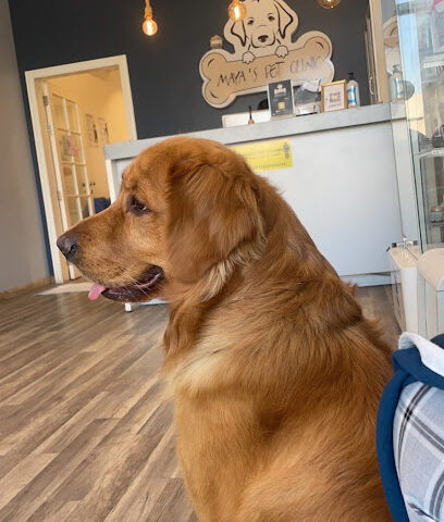 Maya Vet Clinic & Pet Shop عيادة مايا الحياة البيطرية ومتجر مستلزمات الحيوانات الاليفة - القطيف - +966 56 073 8295