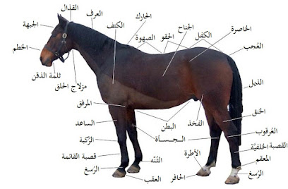 الخزيم للرعاية البيطرية (إبل / أغنام / خيول) - بريدة - +966 50 334 1200