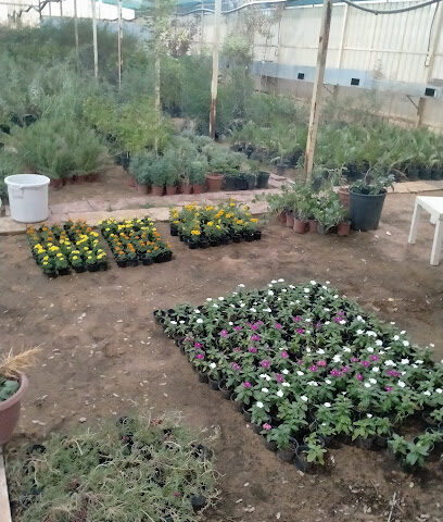 مشتل البكيريه ، عبدالله اللحيدان - البكيرية - +966 53 331 2130