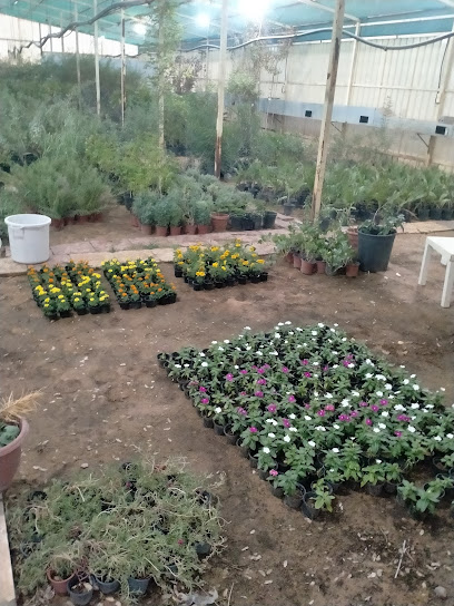 مشتل البكيريه ، عبدالله اللحيدان - Saudi Arabia|Al Bukayriyah 52744|King Abdullah Rd