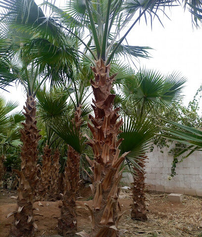 مشتل مؤسسة متانة الاعمار - الرياض - +966 50 624 6501