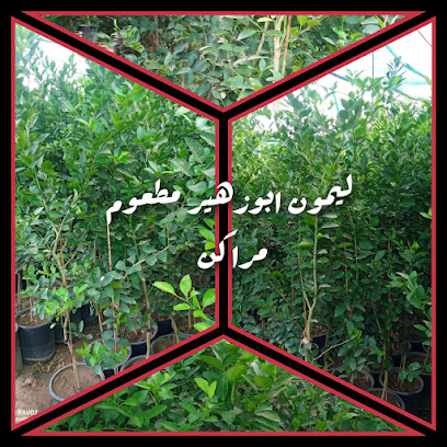 ابو القعايد - الجايد - +966 57 030 7174