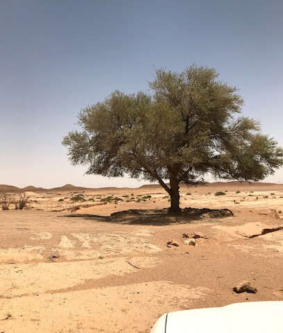 طلحة عبدالعزيز - المجمعة -