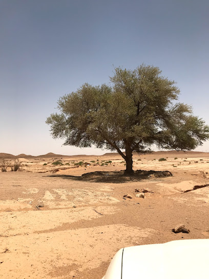 طلحة عبدالعزيز - Saudi Arabia|Al Majma'ah 15387|W7W9+RH9