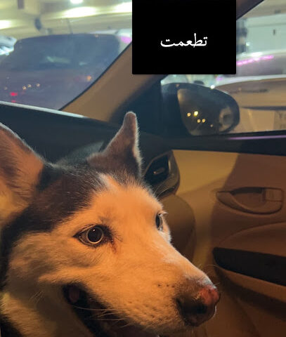 عيادة بيل البيطرية - الرياض - +966 50 023 4366