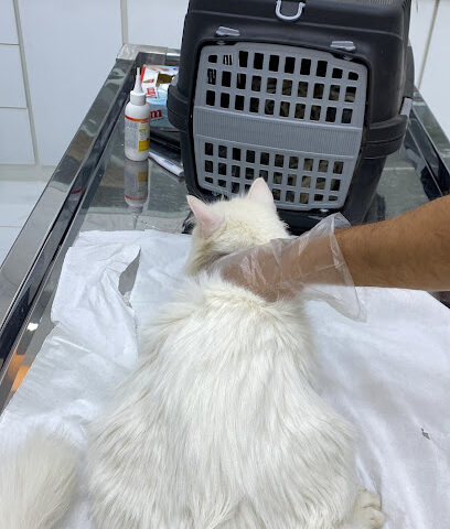 عيادة الحيوان الجميل البيطرية - حفر الباطن - +966 53 888 5263