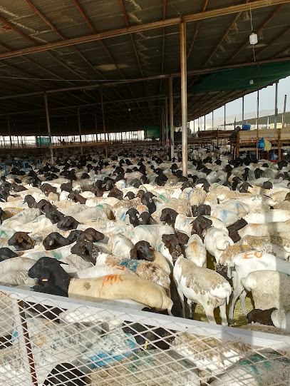 اغنام مسلخ العكيشية - Saudi Arabia|Makkah 24365|Walyal Ahd Dist.|8QJQ+PFC