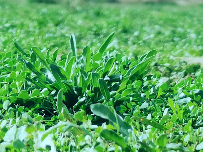السعوي للتسويق الزراعي - بريدة - +966 56 170 8000