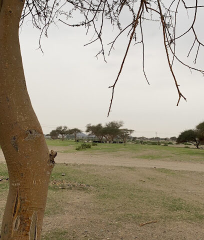 مركز صحي الشفية - بدر -
