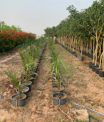 مشتل غراس نجران - الجربة - +966 53 357 7577