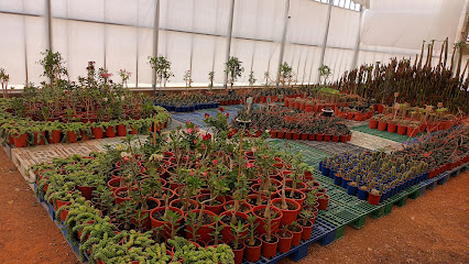 مشتل مزرعة الخضير مزرعة وحضانة الخضير - الخرج - +966 59 254 2171
