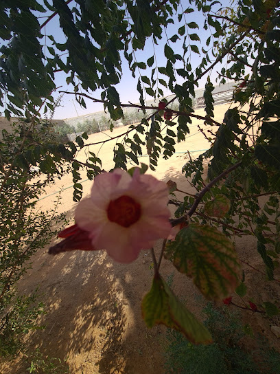 الأشجار - Saudi Arabia|Al-Kharj 16292|7893+F2